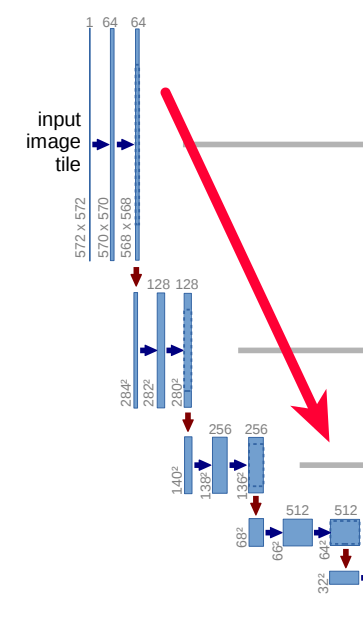 The downwards path in the U-Net architecture.